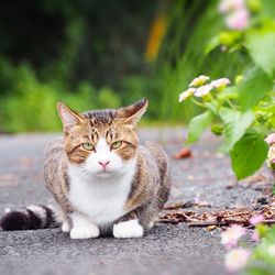 cat