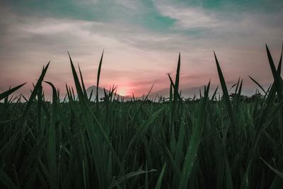 Crops growing on field against sky during sunset