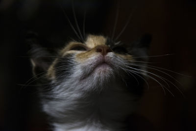 Close-up of cat