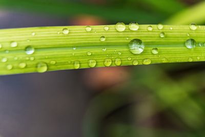 Close-up of raindrops on leaf