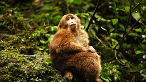 Monkey sitting on field at forest