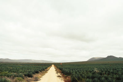 Sisal plantation in taita taveta county