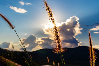 Close-up of stalks against sky at sunset