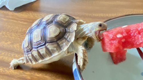 Close-up of a turtle in the sea