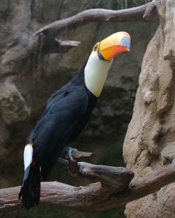 Close-up of bird perching on a tree