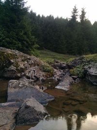 Stream flowing through rocks in forest