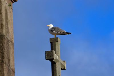 Low angle view of seagull perching on wooden post against clear sky