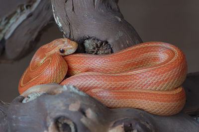 This yellow, orange and red striped pet corn snake is sat coiled on a thick branch. color pops.