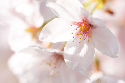 Close-up of white flower