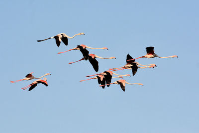 Low angle view of birds flying in sky