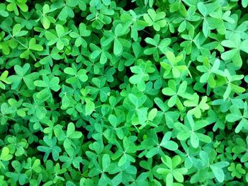 Full frame shot of plants