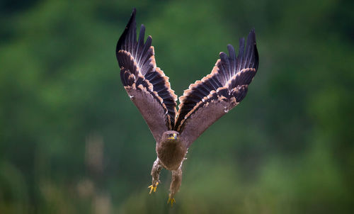 Close-up of eagle flying against blurred background