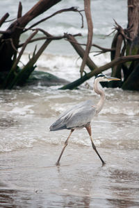 Close-up of heron on lake