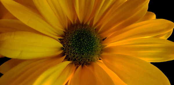 Close-up of yellow flower