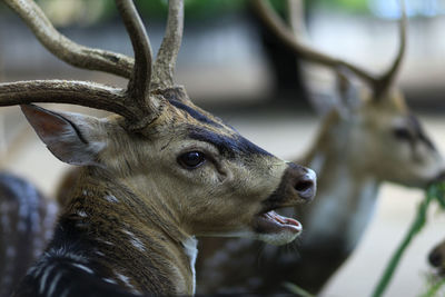 Close-up of deer