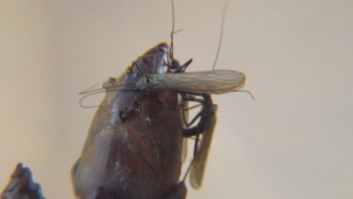 Close-up of insect