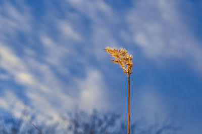 Low angle view of flowering plant against sky