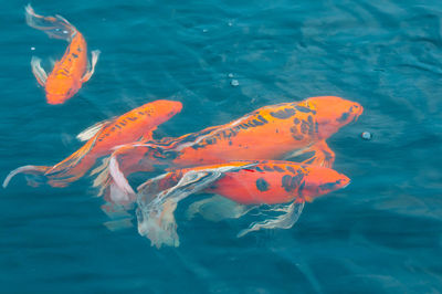 High angle view of koi carps swimming in sea