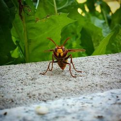 Close-up of insects on white surface