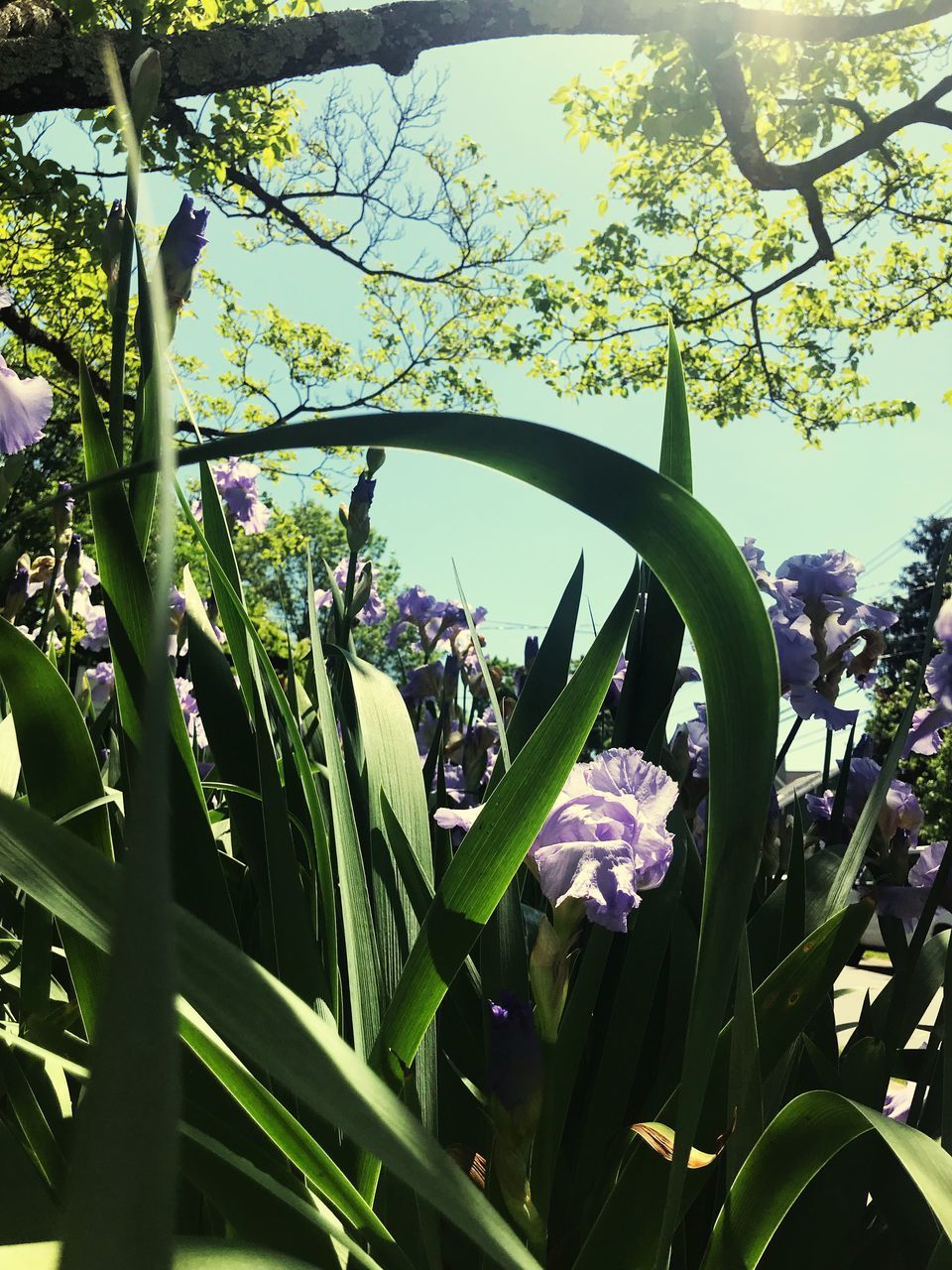 CLOSE-UP OF PURPLE FLOWERING PLANT AGAINST TREE