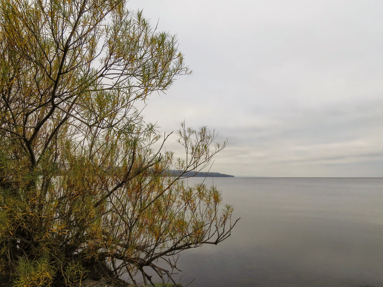 water, tranquility, tranquil scene, scenics, beauty in nature, sky, tree, nature, branch, horizon over water, sea, lake, growth, idyllic, waterfront, non-urban scene, outdoors, no people, plant, cloud - sky