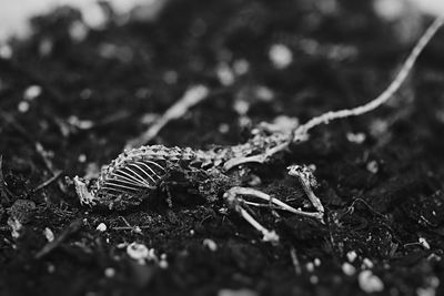 Close-up of crab on ground