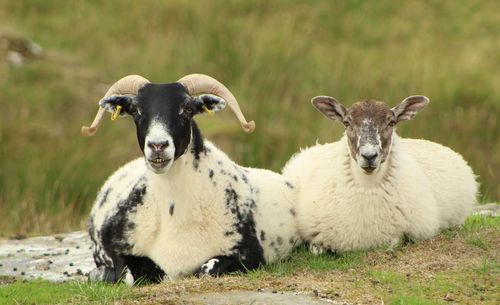 Portrait of sheep sitting on grassy field