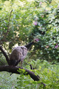 Bird perching on a tree