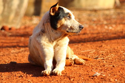 Dog sitting on field