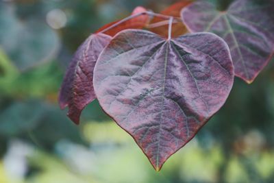 Close-up of red leaf against blurred background