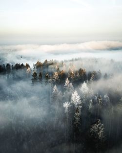 Plants growing on land against sky