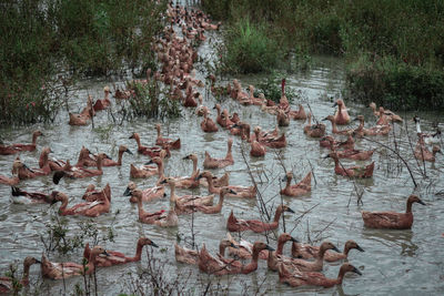 View of fish swimming in lake