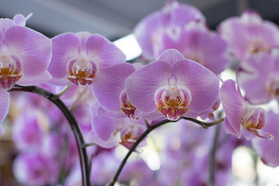 Close-up of fresh flowers blooming outdoors