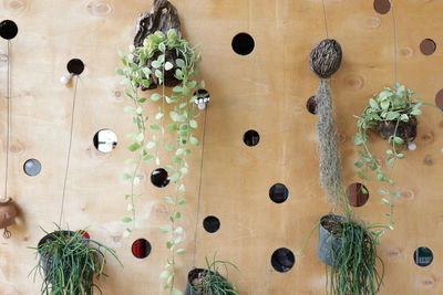 Close-up of potted plant hanging on wall