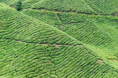 High angle view of corn field