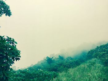 Low angle view of trees against sky