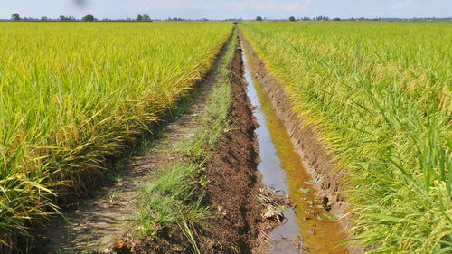 Dirt road passing through field