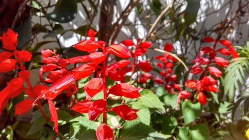 Close-up of wet red flowers