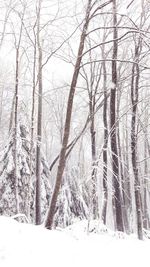 Bare trees in forest during winter