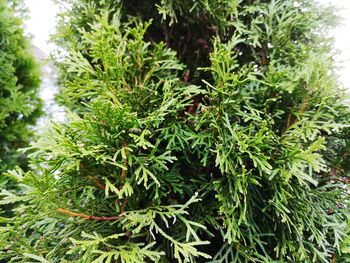 Close-up of fresh green plants in water