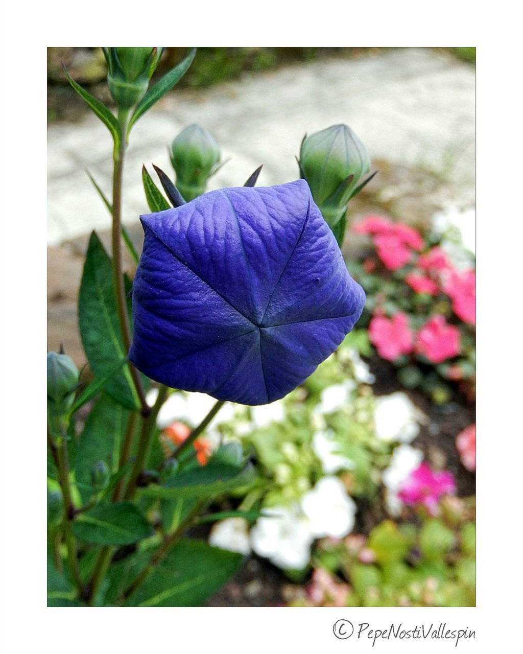 transfer print, flower, auto post production filter, fragility, growth, purple, leaf, freshness, close-up, plant, petal, focus on foreground, beauty in nature, nature, flower head, blue, green color, day, selective focus, blooming