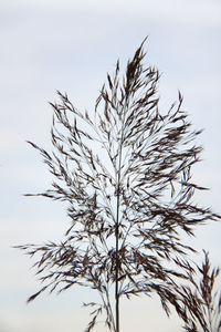 Close-up of bird on plant against sky