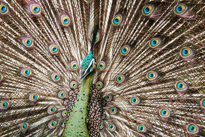 Close-up of peacock spreading its beautiful tail. captured in bandung zoological garden