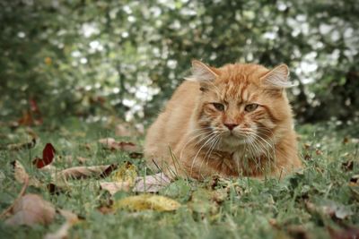 Orange tabby cat outdoors in autumn