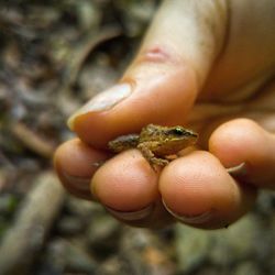 Close-up of insect on hand