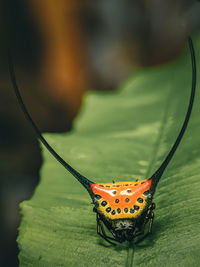 Close-up of grasshopper on leaf