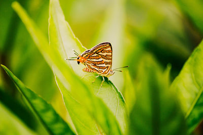 Butterfly on leaf