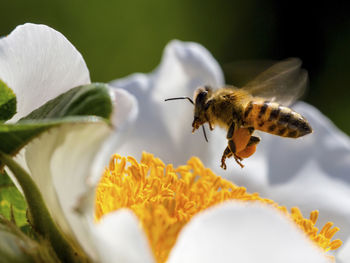 Honey bee flying over white flower on sunny day