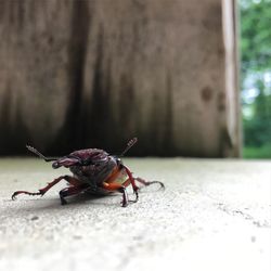 Close-up of insect