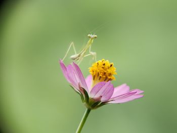Close-up of insect on pink flower